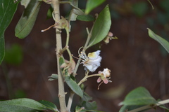 Hiptage benghalensis